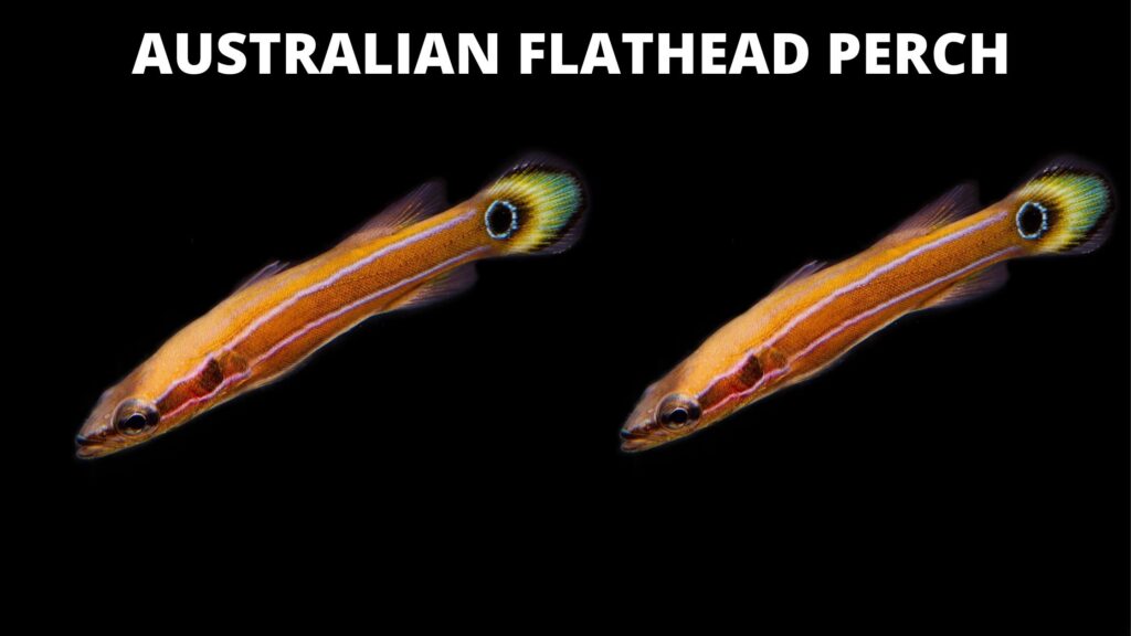 AUSTRALIAN FLATHEAD PERCH