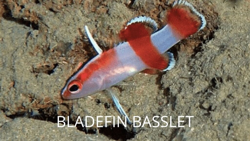 BLADEFIN BASSLET