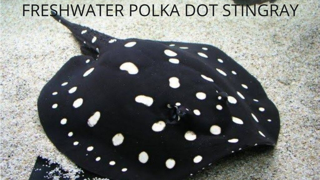 FRESHWATER POLKA DOT STINGRAY, 10 सबसे महंगी मछली