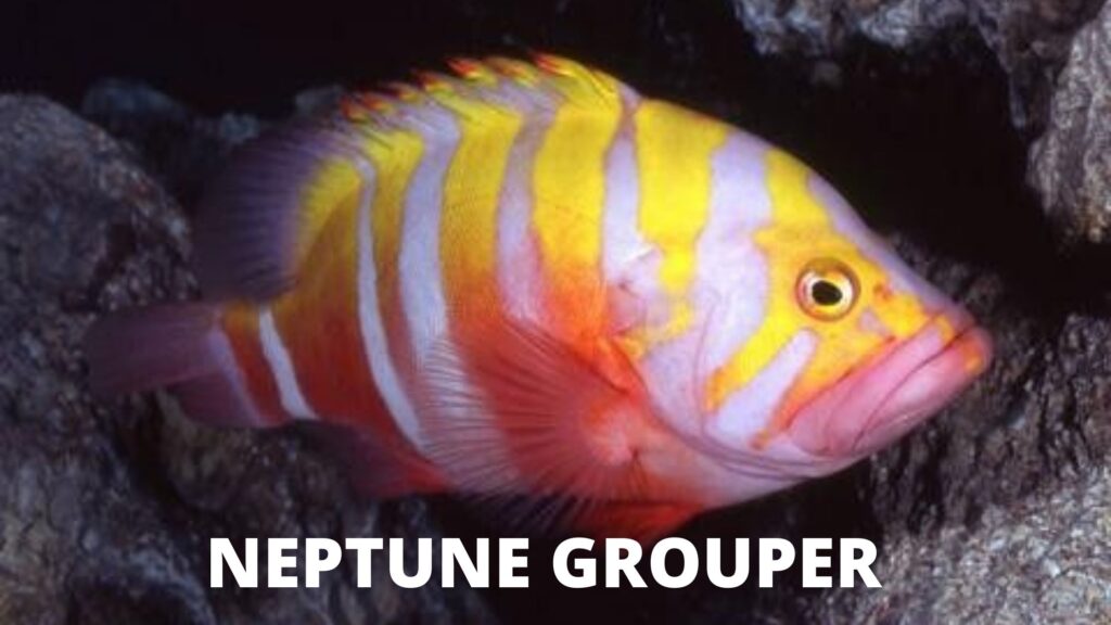 NEPTUNE GROUPER