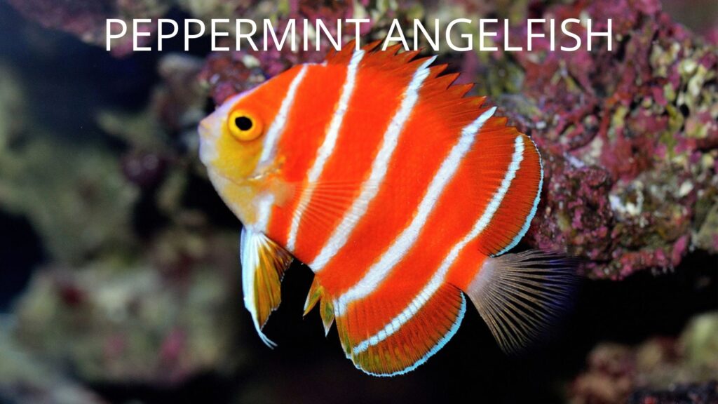PEPPERMINT ANGELFISH