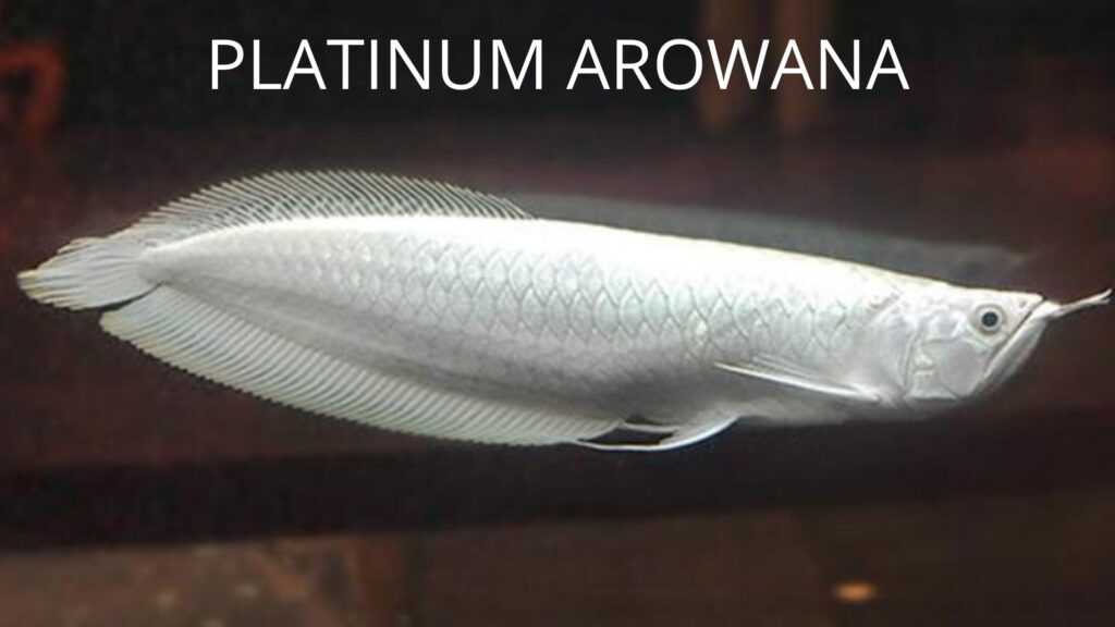 PLATINUM AROWANA, 10 सबसे महंगी मछली