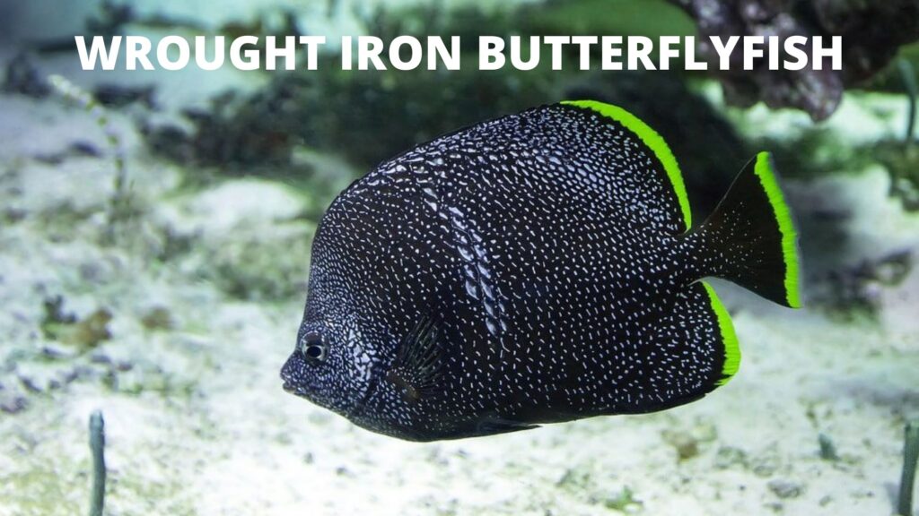 WROUGHT IRON BUTTERFLYFISH