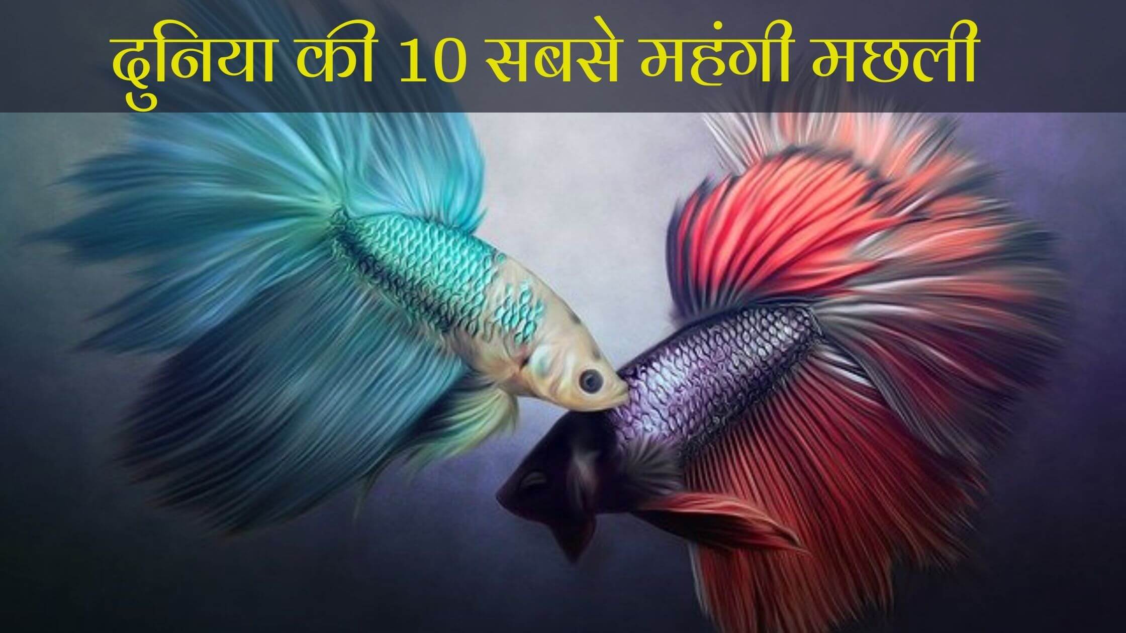 दुनिया की 10 सबसे महंगी मछली